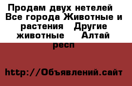 Продам двух нетелей - Все города Животные и растения » Другие животные   . Алтай респ.